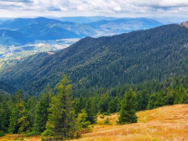 Karpat Dağları 'nın yuvarlanan ormanlık tepeleri. Çimenli çayırlarda çam ağaçları. Güzel doğa manzarası Sonbaharın başlarında güneşli bir günde