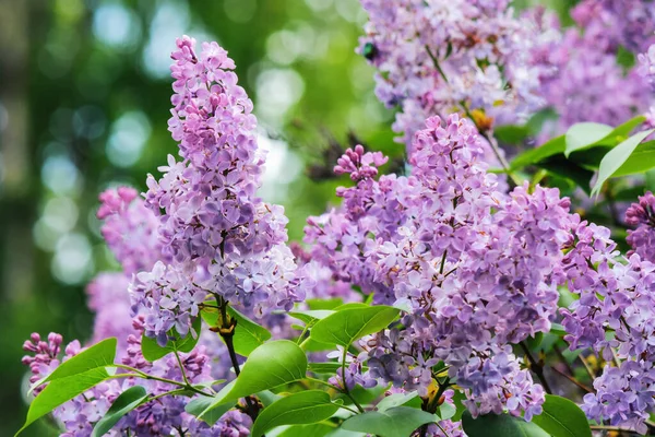 Violet Branch Lilac Shrub Blossom Floral Nature Background — Stockfoto