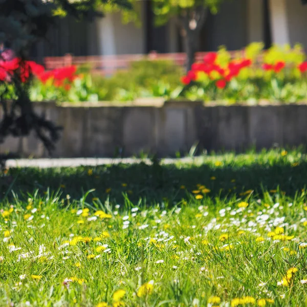 stock image grassy glade with blooming herbs in the park. nature background on a sunny day in spring