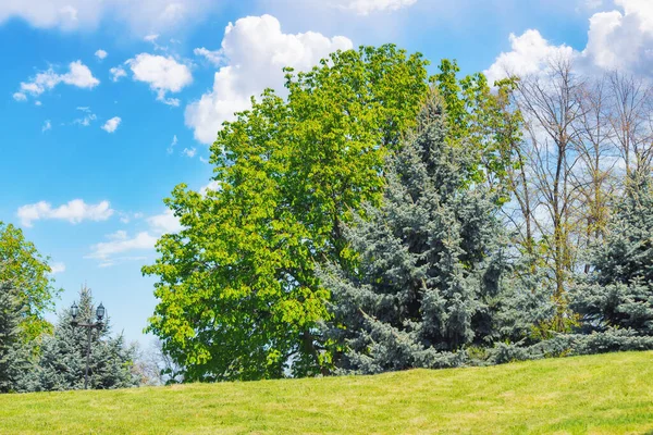 stock image trees on the grassy hill in park. sunny weather in spring