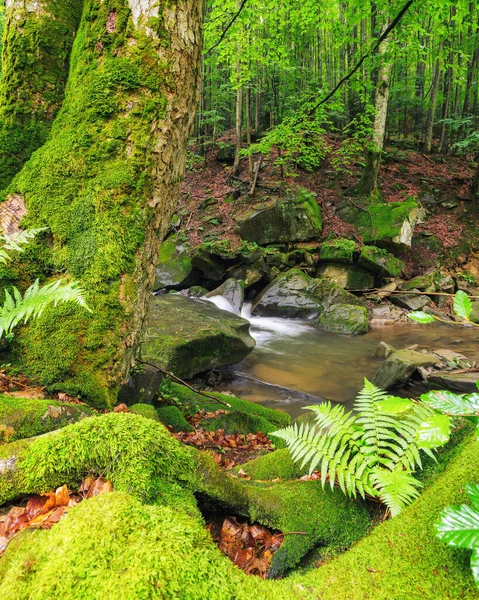 Wasserlauf Wald Ruhige Naturlandschaft — Stockfoto
