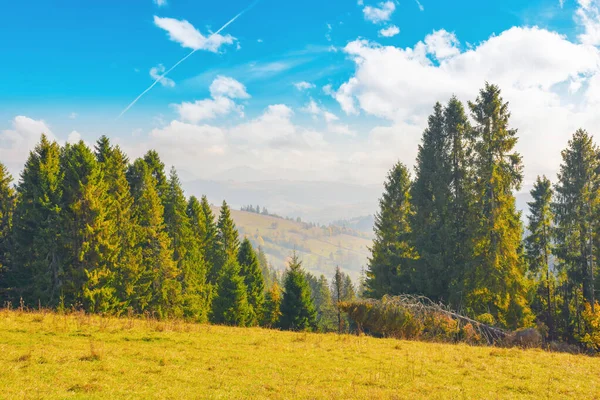 Nadelwald Auf Dem Hügel Ländliches Tal Der Ferne Sonniger Nachmittag — Stockfoto