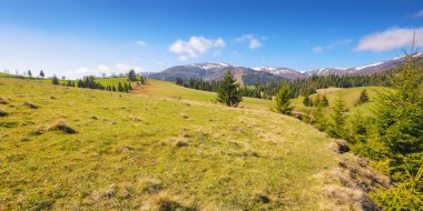 Çimenli tepeleri, ağaçları ve dağları olan manzaralı bir kırsal. Karpatya kırsal arazisi göz kamaştırıcı