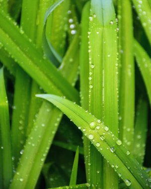 wet grass blades. green environment background