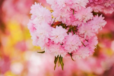 Pembe sakura çiçekli arka plan. Baharda güneşli hava