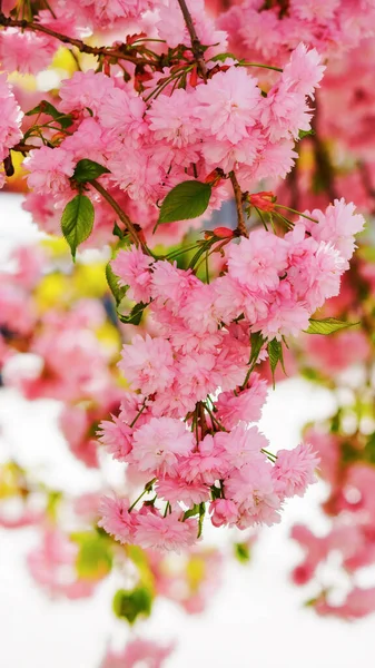 Ветви Розовом Цвету Вишни Весна Пришла — стоковое фото