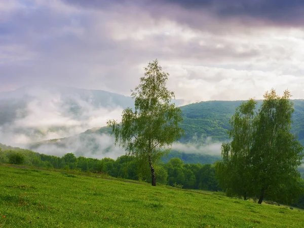 Karpatská Krajina Zalesněnými Kopci Pohled Vzdáleného Údolí Plného Mlhy Zamračené — Stock fotografie
