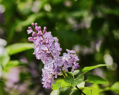 Çiçek açmış şırınga vulgaris çalısına yakın çekim. İlkbaharda çiçek arkaplanı