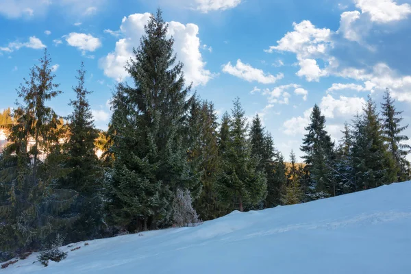 Лесной Фон Зимний Сезон Солнечные Пейзажи Заснеженными Холмами — стоковое фото
