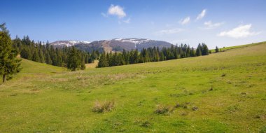 rural landscape with forested hills. spruce trees in the valley. beech trees on the distant hills. snow capped tops beneath a blue bright sky