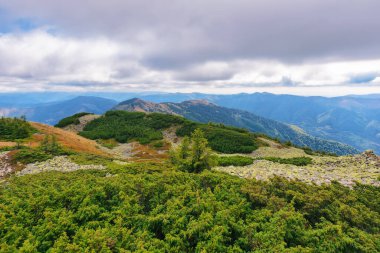 Sonbaharda Karpat Dağları 'nın yuvarlanan tepeleri. Güzel Ukrayna manzarası bulutlu bir günde