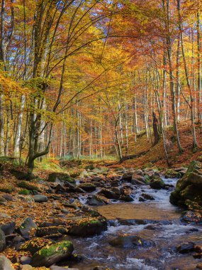 Sonbahar ormanında küçük nehri olan doğa manzarası. Güneşli bir günde dağlık kırsal alan