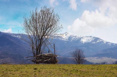 İlkbaharda kırsal manzara. Sabahın ilk ışıklarıyla çimenli tepedeki ağaç. Bulutlu gökyüzü uzak dağların tepelerinde karlı tepelerle