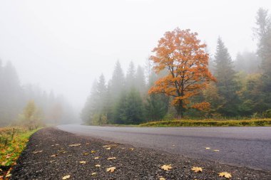 Dağlarda asfalt yol. Sonbaharda kırsalda bir gezi. Sisli hava. Yol boyunca sonbahar yapraklarında ağaç