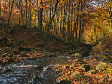 Taşlar ve kayalarla sığ su akıntısı. Ekoloji felaketi, sonbaharda kuru hava. iklim değişikliği dikkate alındığında