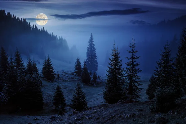 Tannenbäume Auf Einer Wiese Zwischen Hängen Mit Nadelwald Nebel Unter — Stockfoto