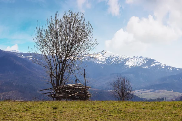 stock image countryside scenery in spring. tree on the grassy hill in morning light. cloudy sky above the distant mountains with snow capped hills