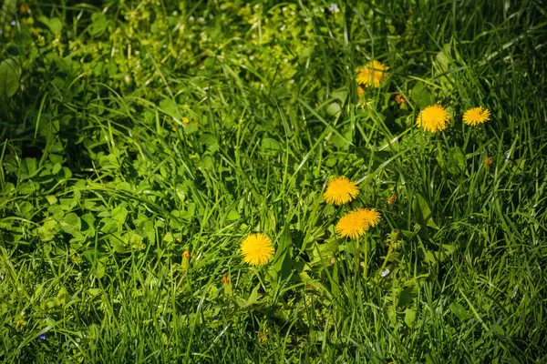 Grassy Glade Blooming Dandelions Natural Floral Background Sunny Day — Stock Photo, Image