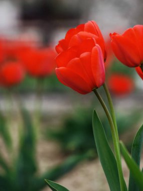 Bahçedeki kırmızı laleler. tebrik kartı arkaplanı