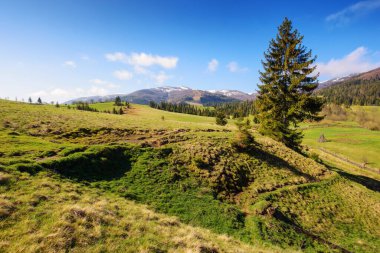 Çimenli tepeler ve dağların güzel bahar arkaplanı. Yamaçlardaki ağaçlar. Uzakta karla kaplı tepeler