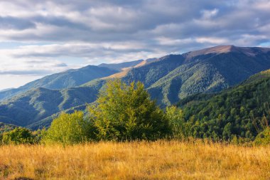 Çimenli tepedeki ağaçlar. Sonbaharın başlarında dağlık bir Karpatya kırsalında. Gökyüzünde bulutlarla güneşli bir gün