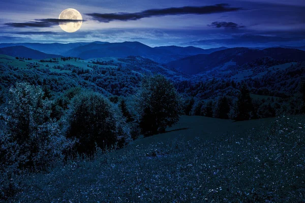 Горный Летний Пейзаж Ночью Ели Возле Луга Леса Склоне Холма — стоковое фото
