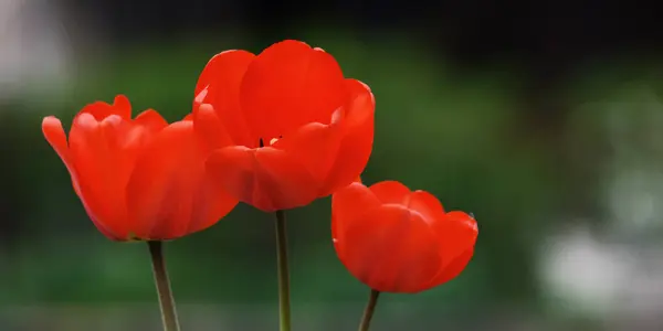 Červené Tulipány Jaře Krásné Zahradní Pozadí — Stock fotografie