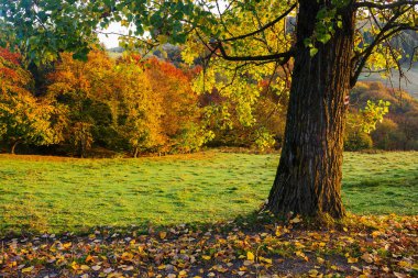 Sonbaharda park et. Sabah ışığında ağacın arkasındaki yeşil çayır.