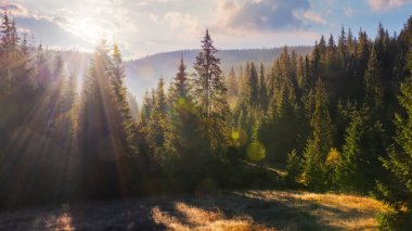 Sonbahar mevsiminde hava durumu. Sonbaharda güneşli bir sabahta kozalaklı ormanların arasında açıklık manzarası. Ağaçların arkasında sis var. Apuseni Dağları Romanya
