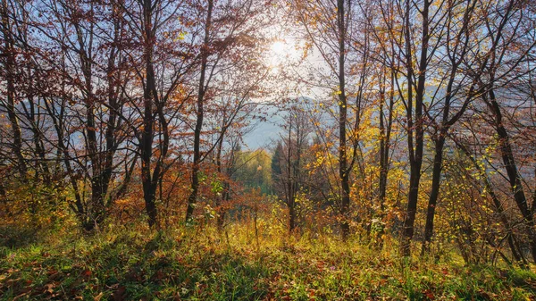 nature weather background in fall season. colorful scenery with forest on the hill in fall foliage on a sunny morning in autumn. sun behind the trees