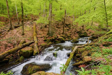 Ağaçların ve kayaların arasında, ormanda bir dere. Baharda yeşil doğa manzarası