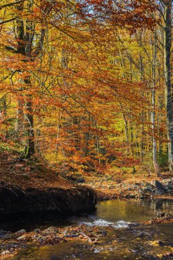 Sonbahar ormanlarında taşların ve kayaların arasında akan su manzarası. Ağaçlar sonbahar yapraklarıyla sabah vakti kıyıda. kuru güneşli hava