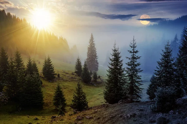 Tepe yamacındaki çayırlarda köknar ağaçları ve kozalaklı ağaçlar. Güneşli sis ve alacakaranlıkta ay. Gündüz ve gece zaman kavramını değiştirir. Gizemli kırsal manzara Sabah ışığında