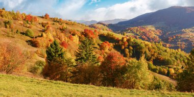 mixed forest on a slope of a hill in autumn. mountainous rural landscape on a sunny evening. carpathians, ukraine. beauty in nature concept