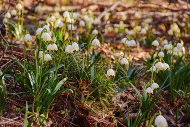 Güneşli bir günde açan bir demet kar tanesi çiçeği. Karpatya ormanlarında bahar doğası geçmişi