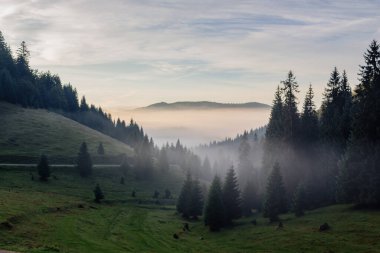 Sonbaharda dağlık bir Karpatya manzarası. Tepedeki kozalaklı orman sisli. Gün doğumunda sisle dolu bir vadi. Bulutlu bir gökyüzünün altındaki uzak sırt. Apuseni, Romanya