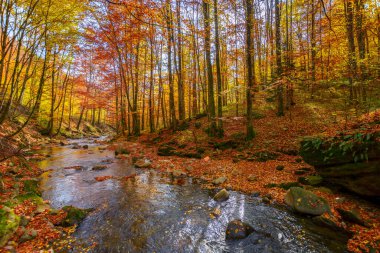 Dar dağ nehri kayın ormanından geçiyor. Sonbaharda güzel doğa manzarası. Güneşli bir günde sonbahar renklerinde ağaçlar