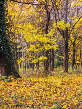 Orman doğası. Manzaralı sonbahar sezonu. Sonbahar renklerinde yeşillik