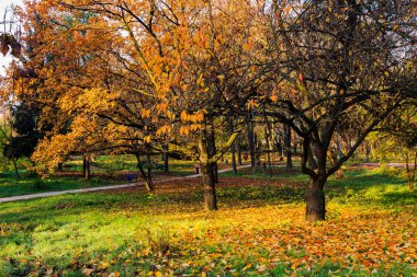 Sonbaharda şehir parkı. Ağaçların arasındaki yol renkli yapraklarla kaplı. Sabahın ilk ışıklarıyla manzara. yeşil çimlerde portakal yaprakları