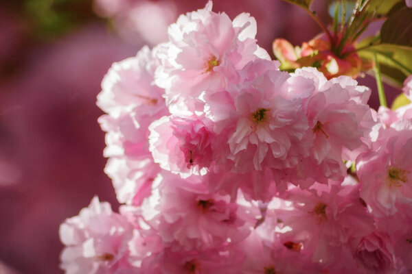 pink background of cherry blossom. spring nature background