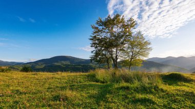 Çimenli çayırdaki ağaçlar. Akşam ışığında Ukraynalı Karpatların dağlık kırsal manzarası. Gökyüzünde bulutlar olan güneşli bir hava.