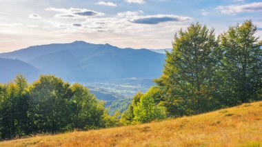 Çimenli tepedeki ağaçlar. Sonbaharın başlarında dağlık bir Karpatya kırsalında. Uzaktaki vadiye bak. Gökyüzünde bulutlarla güneşli bir gün