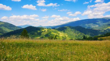 Ukrayna dağlarının çimenli çayır manzarası. Sıcak, güneşli bir günde Karpatya kırsalının patikasıyla yaz manzarası