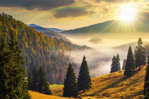 Ladera Con Bosque Coníferas Entre Niebla Valle Las Montañas Rumania —  Fotos de Stock