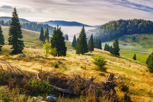 Ağaçların arkasındaki vadide, çimenli bir tepede sis var. Sonbaharda güzel bir dağ manzarası. Karpat Dağları 'nın puslu sabah manzarası. Apuseni Doğal Parkı, Romanya