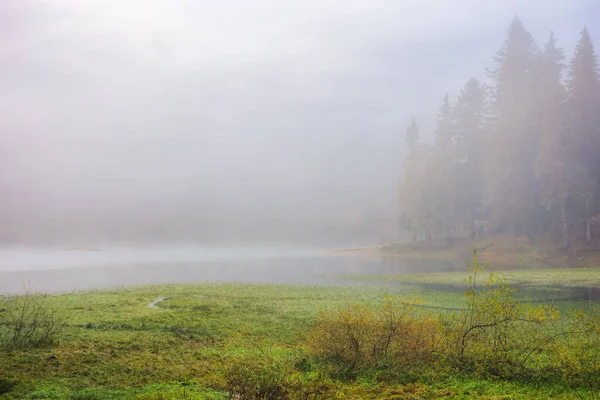 Landscape Lake Forest Cold Morning Mist Nature Scenery Green Grassy — Stock Photo, Image