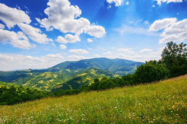 Çimenli çayırları olan karpatlar. Yazın çarpıcı gökyüzü ile güzel yuvarlanan bir manzara. Tepedeki ağaçlar