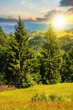 Gün batımında kozalaklı ormanlı dağ sırasının yamacında. Güzel kırsal manzara Akşam ışığında