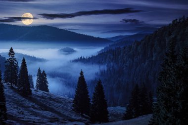 Romanya 'nın dağlarında gece vakti sislerin arasında kozalaklı ormanlarla kaplı bir tepe. Dolunay ışığında harika bir kır manzarası