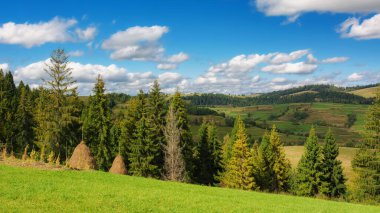 Tepedeki orman. Sonbaharda dağlık kırsal alan. Sonbaharın başlarında sıcak güneşli hava. Gökyüzünde kabarık bulutlar